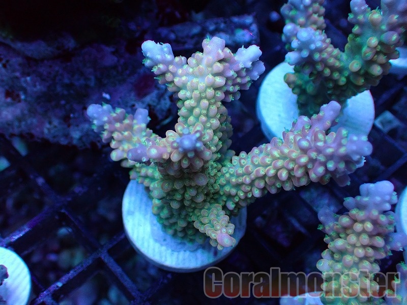 リタライフ　mico♪ RCラジコン ブラシアンプ FUTABA フタバMC851 美品！ MC851C