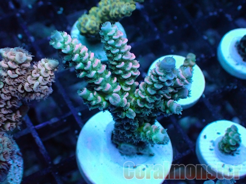 Acropora (ウスエダミドリイシ）Frag インドネシア産　521