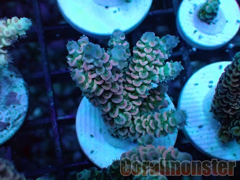 Acropora (ウスエダミドリイシ）Frag インドネシア産　522