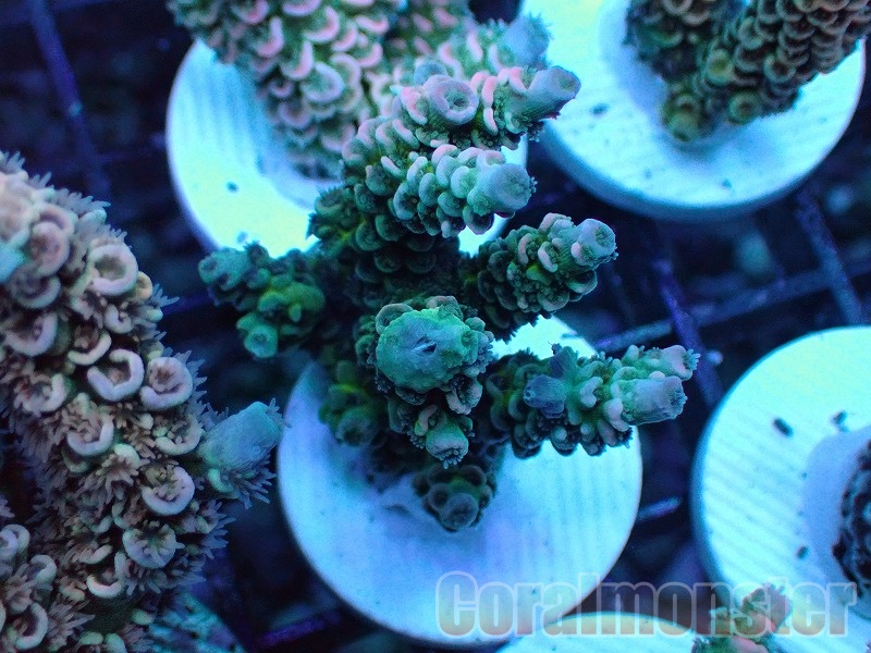 Acropora (ウスエダミドリイシ）Frag インドネシア産　523