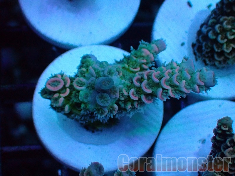 Acropora (ウスエダミドリイシ）Frag インドネシア産　524