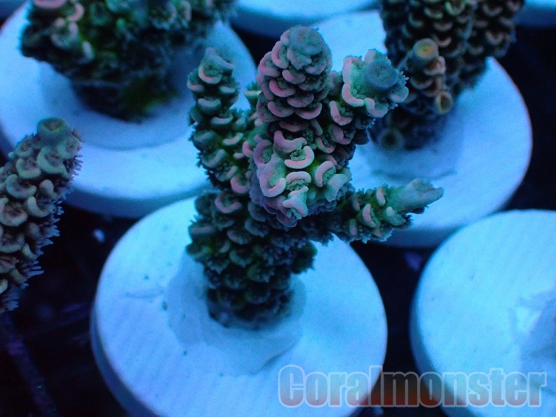 Acropora (ウスエダミドリイシ）Frag インドネシア産　525