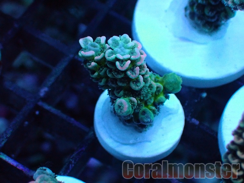 Acropora (ウスエダミドリイシ）Frag インドネシア産　526