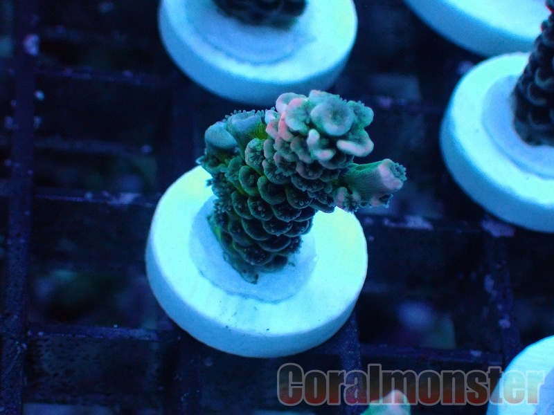 Acropora (ウスエダミドリイシ）Frag インドネシア産　527