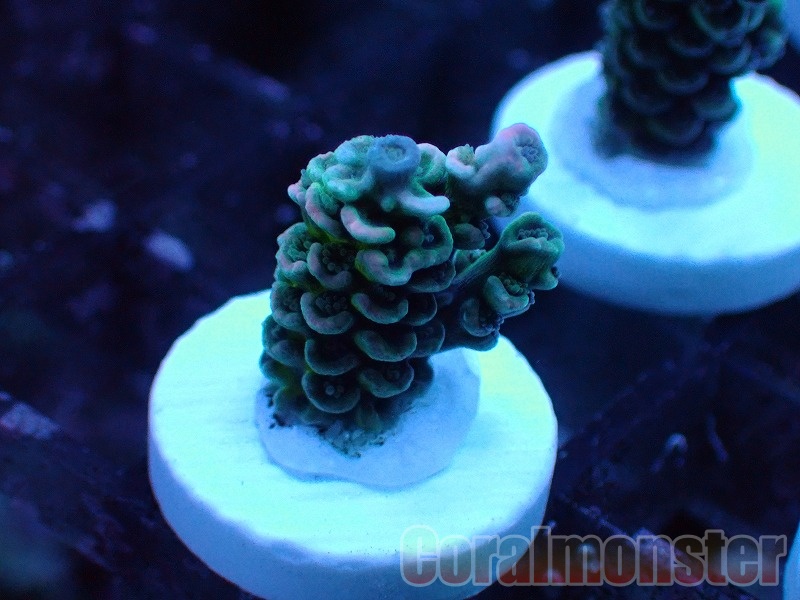 Acropora (ウスエダミドリイシ）Frag インドネシア産　528