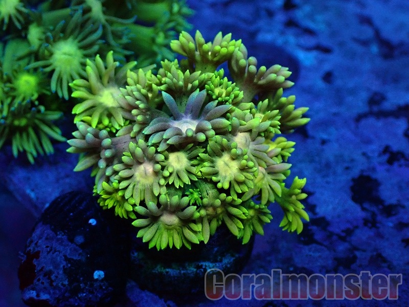 商品検索 | サンゴ通販なら大阪の専門店 Coralmonster-コーラル