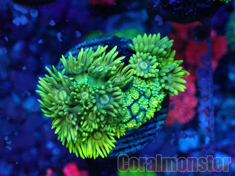 フラワーコーラルグリーン フラワーコーラルを入れた途端、大喜びでモフモフしまくり