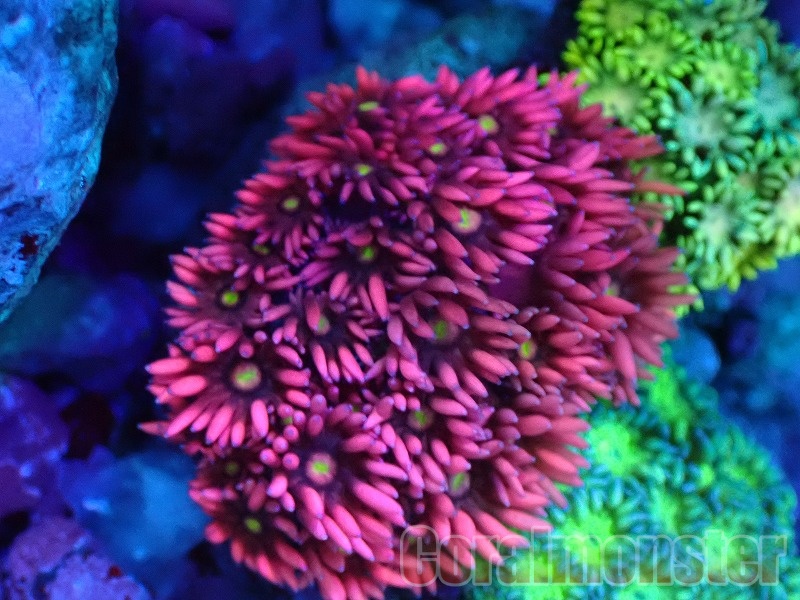 虹色光沢の螺旋貝殻 商品検索 | サンゴ通販なら大阪の専門店 Coralmonster-コーラル