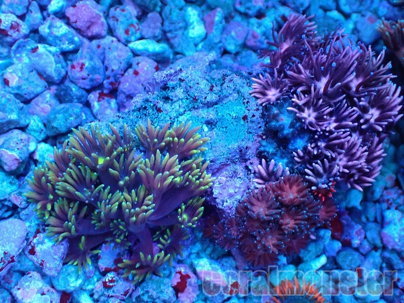 商品検索 | サンゴ通販なら大阪の専門店 Coralmonster-コーラル