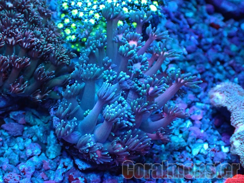 アシナガサンゴ 海水水槽】タコアシサンゴ飼育〜意外と簡単に飼育できてすごく