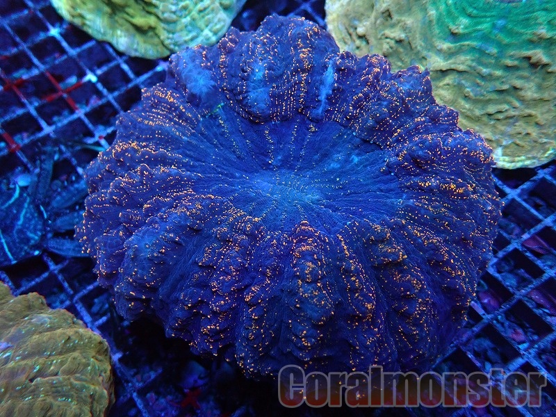 アザミハナガタサンゴ（14cm前後）