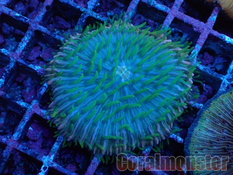 本物保証，新品】 【美ら海】☆新入荷幻のサンゴ☆ クサビライシマルチ