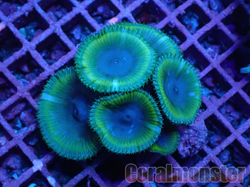 マメスナ(6) 種類 カラフル フラグベース7cm マメスナ(6) 種類