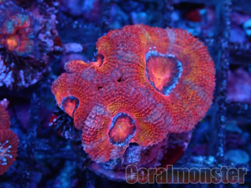 【yasu】カクオオトゲキクメイシ、オオバナサンゴ カクオオトゲキクメイシ／Acan lord coral | CORAL ROOM