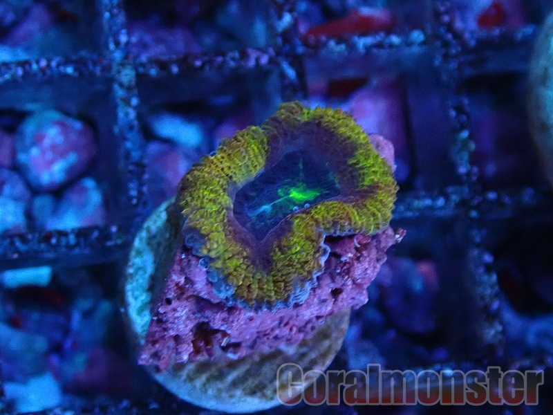 yasu】カクオオトゲキクメイシ、オオバナサンゴ yasu】カクオオトゲ