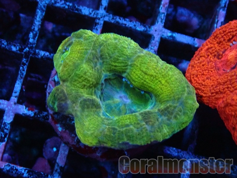 キクメイシ·9種類· フラグ10cm キクメイシ·9種類· フラグ10cm カクオオトゲキクメイシ