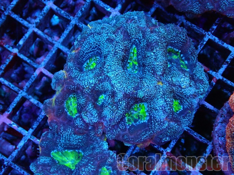 オオトゲキクメイシ