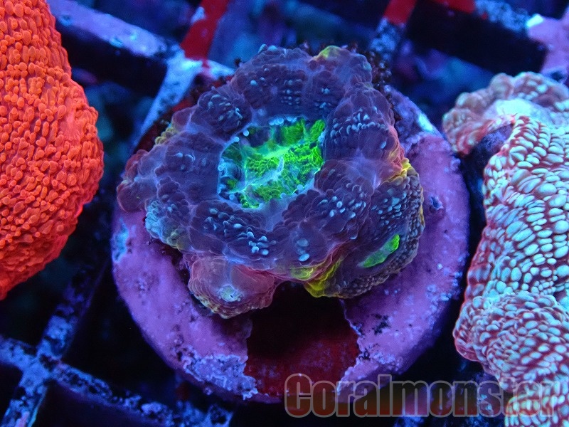 キクメイシ·9種類· フラグ10cm キクメイシ·9種類· フラグ10cm カクオオトゲキクメイシ