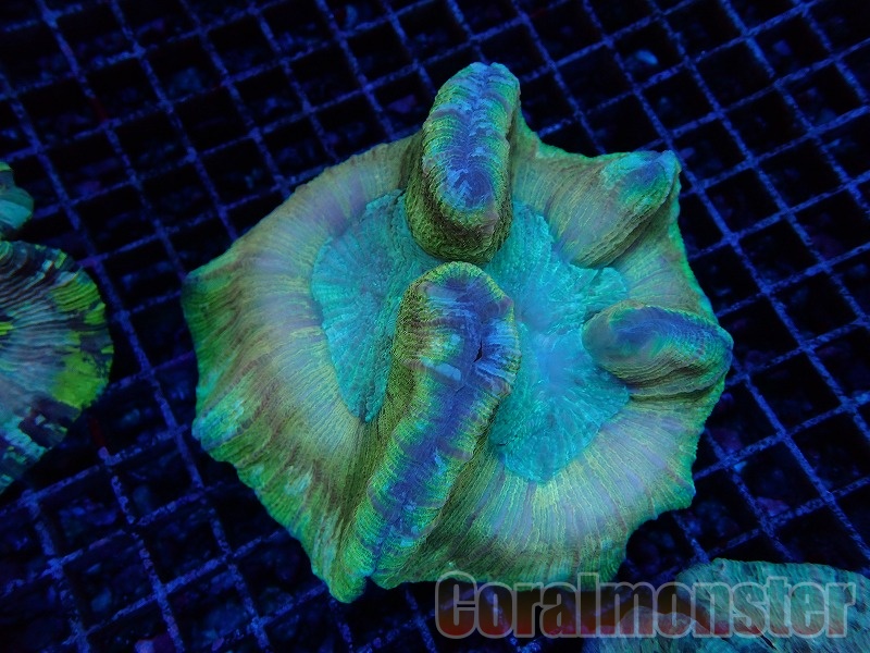 hiro2755 オオバナサンゴ、ブレインコーラル hiro2755 オオバナサンゴ、ブレインコーラル hiro2755様専用