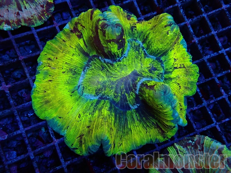 ブレインコーラル