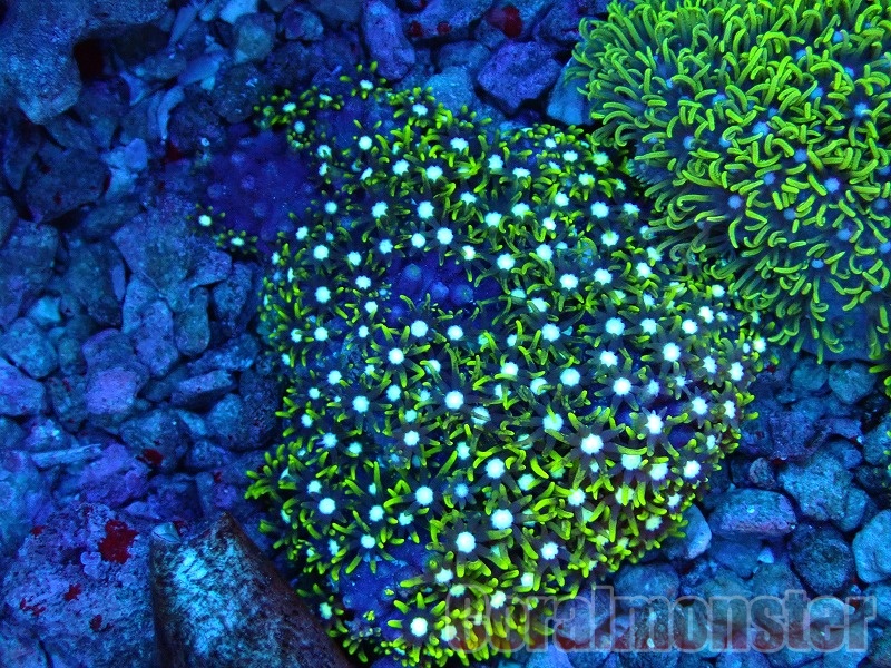 スターポリプ大 極美☆センターメタリックグリーン！スターポリプ