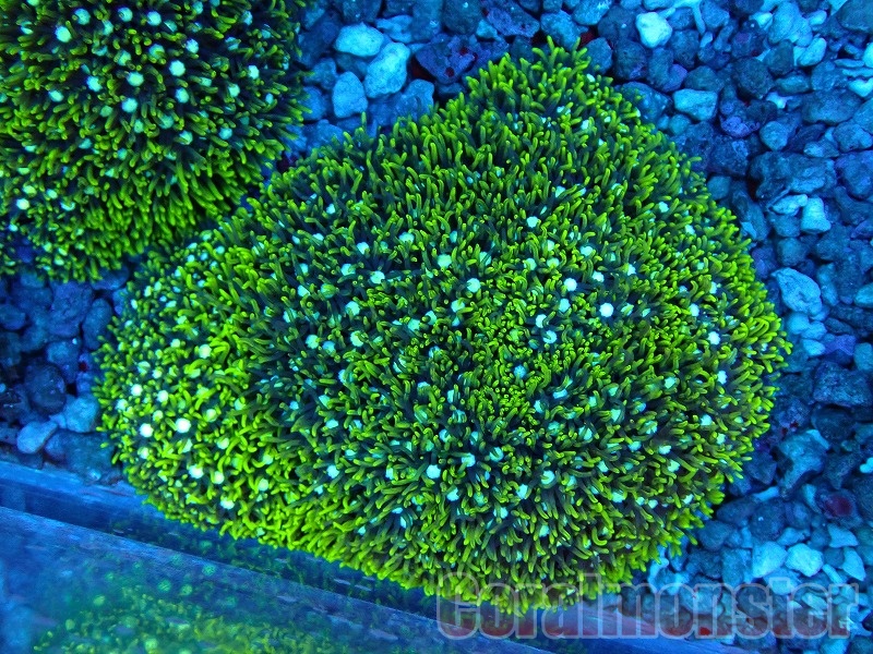 商品検索 | サンゴ通販なら大阪の専門店 Coralmonster-コーラル