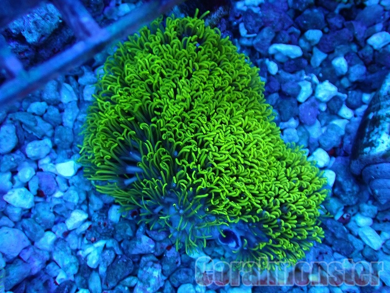 スターポリプ大 極美☆センターメタリックグリーン！スターポリプ