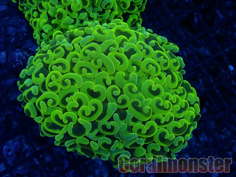 AQUA Coral出品ページ 商品検索 | サンゴ通販なら大阪の専門店 Coralmonster-コーラル