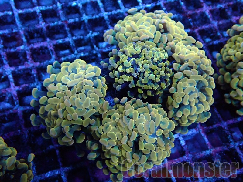 【オーストラリア産】ホンタコアシサンゴ HIMAWARI □ 極上特大 ホンタコアシサンゴ フルメタグリーン クリア