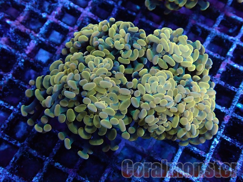 商品検索 | サンゴ通販なら大阪の専門店 Coralmonster-コーラル