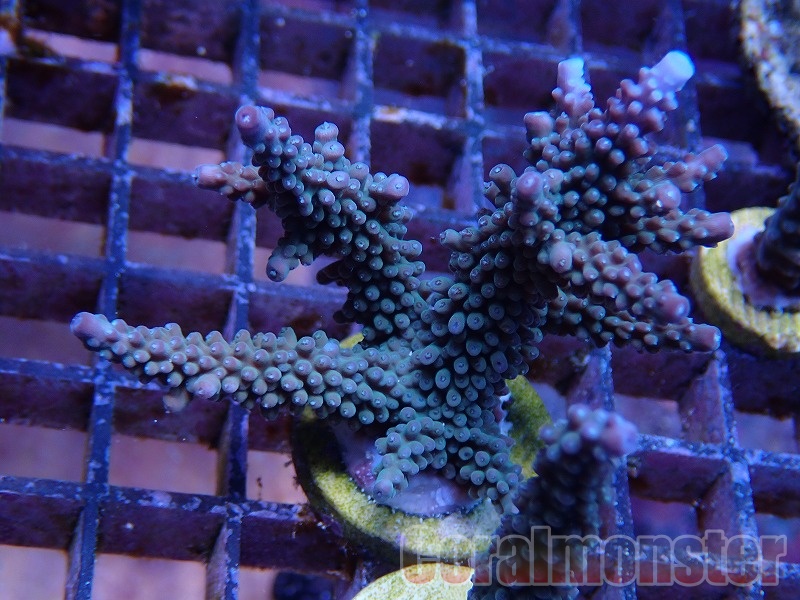 コエダミドリイシ　トゲミドリイシ　エダコモン　キャピタタコモン　4種　サンゴ コエダミドリイシ トゲミドリイシ エダコモン キャピタタコモン