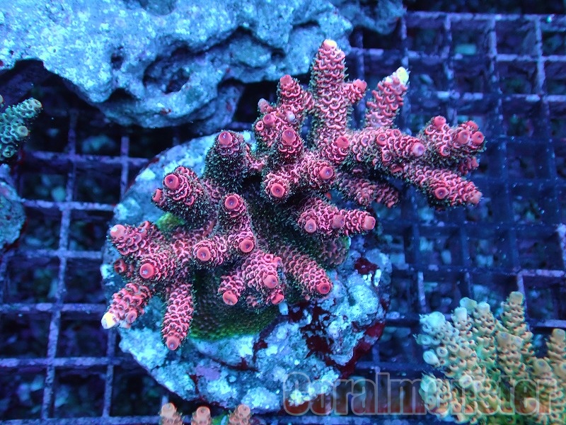 水22時終・木発送可】☆激レア☆インドネシア産ウスカミサンゴ 巨大