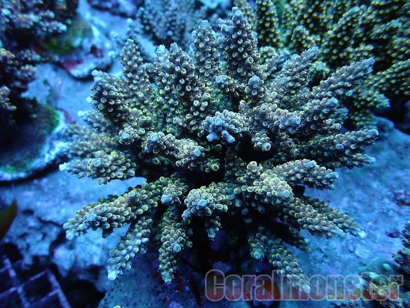 商品検索 | サンゴ通販なら大阪の専門店 Coralmonster-コーラル