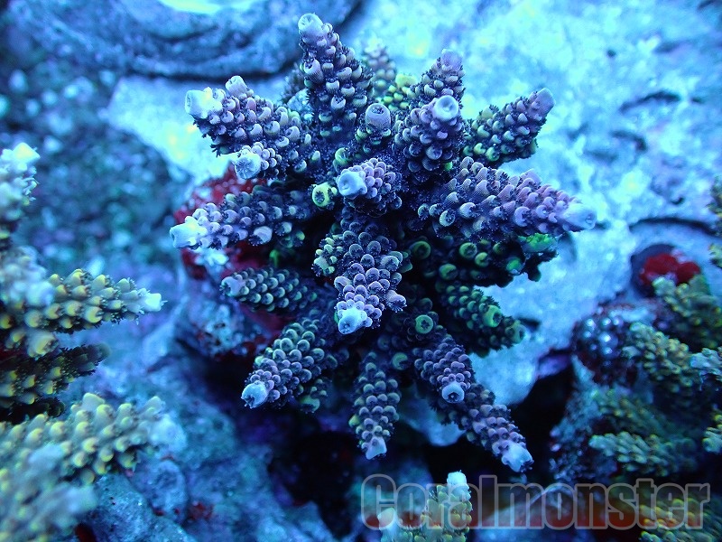 ミドリイシさん、 ミドリイシ