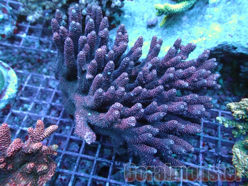 ミドリイシ ·7種類 ミドリイシ ·7種類 ミドリイシ ·7種類 ミドリイシ