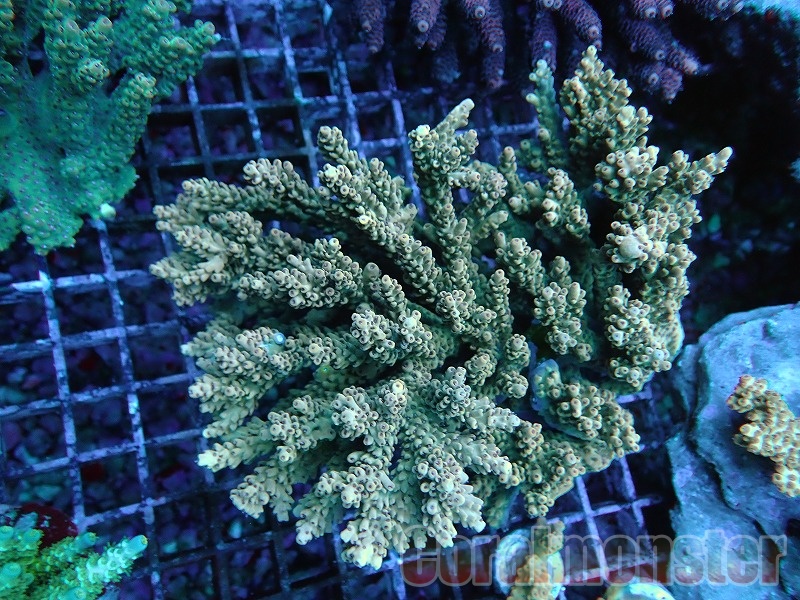 ミドリイシ ·7種類 ミドリイシ ·7種類 ミドリイシの飼育について | 海水魚がいる