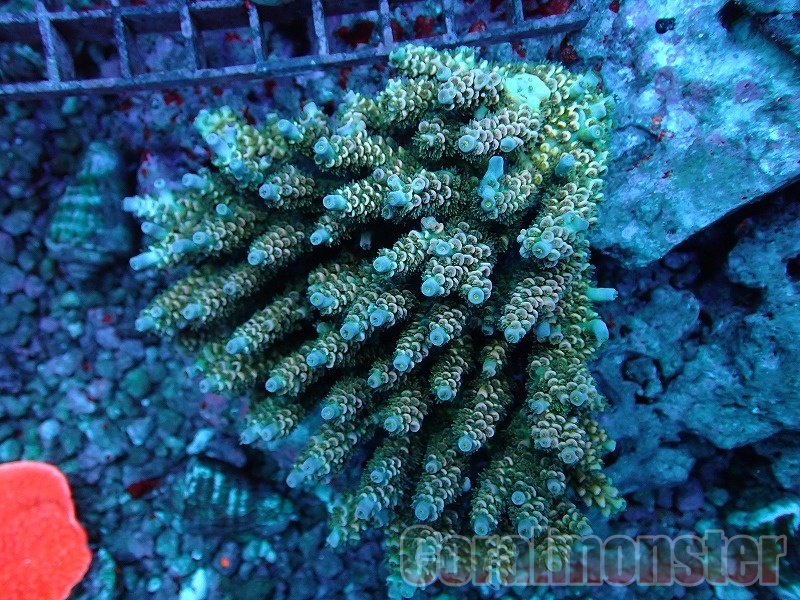 ミドリイシ ·7種類 ミドリイシ ·7種類 初めてのミドリイシ飼育 | aqua-eyes