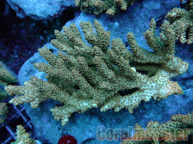 ミドリイシさん、 ミドリイシsp.~Special※個体指定不可 | サンゴ,SPS Coral,SPS