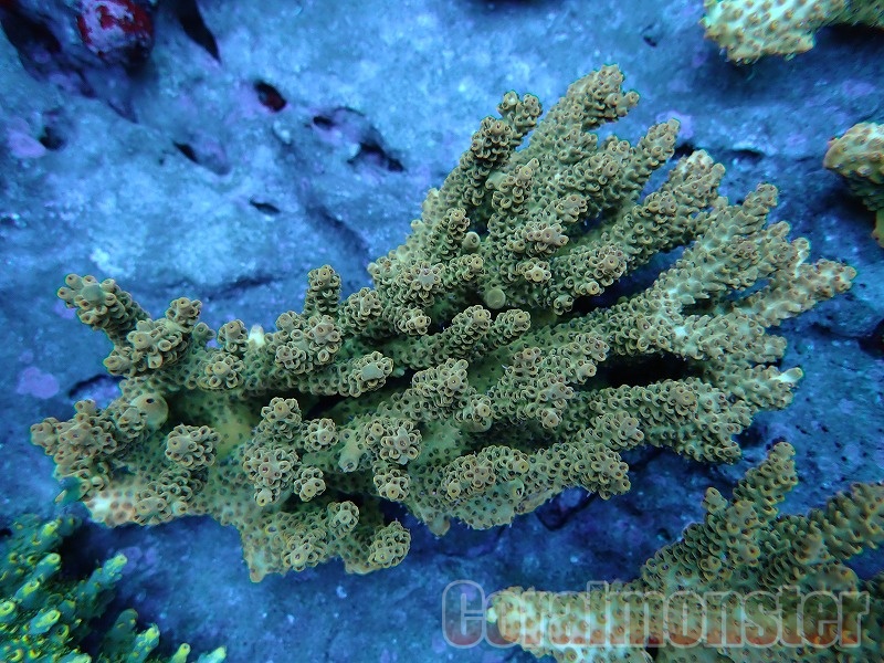 ミドリイシ ·7種類 ミドリイシ⑦ ミドリイシ ·7種類 オージー｜ウェブ通販