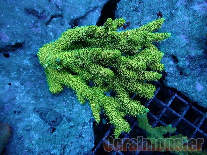 商品検索 | サンゴ通販なら大阪の専門店 Coralmonster-コーラル