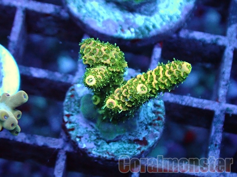 夜光貝 珊瑚(サンゴ)付き ② 商品検索 | サンゴ通販なら大阪の専門店 Coralmonster-コーラル