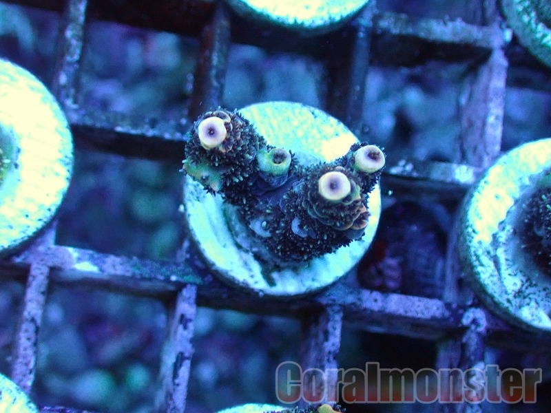 商品検索 | サンゴ通販なら大阪の専門店 Coralmonster-コーラル