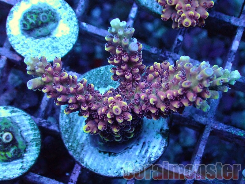 ミドリイシ ·7種類 ミドリイシ ·7種類 ミドリイシ ·7種類 ミドリイシの飼育について