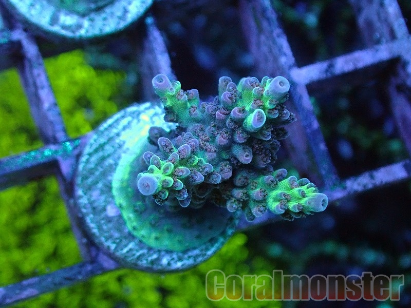 夜光貝 珊瑚(サンゴ)付き ② 商品検索 | サンゴ通販なら大阪の専門店 Coralmonster-コーラル