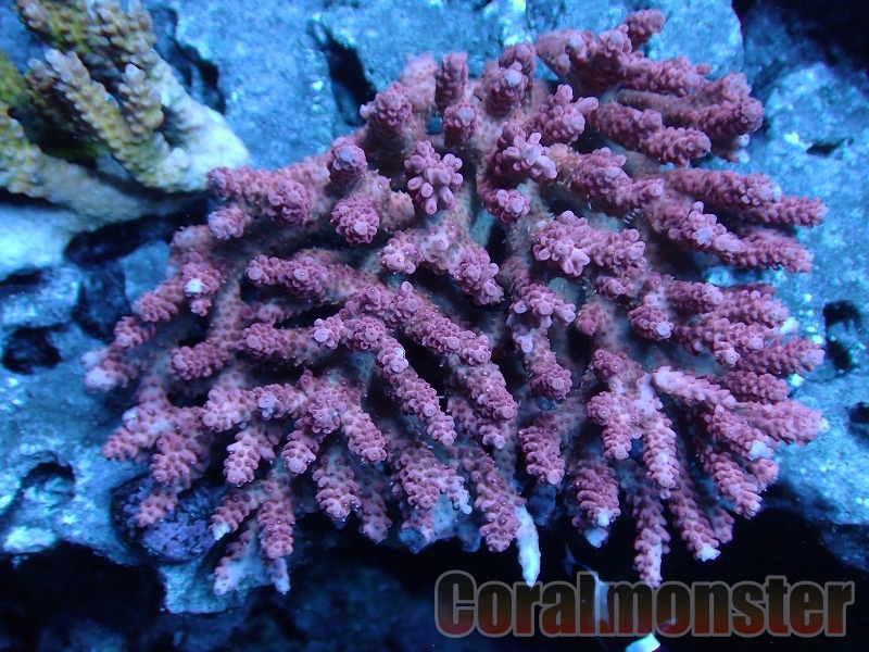 ミドリイシさん、 ミドリイシ