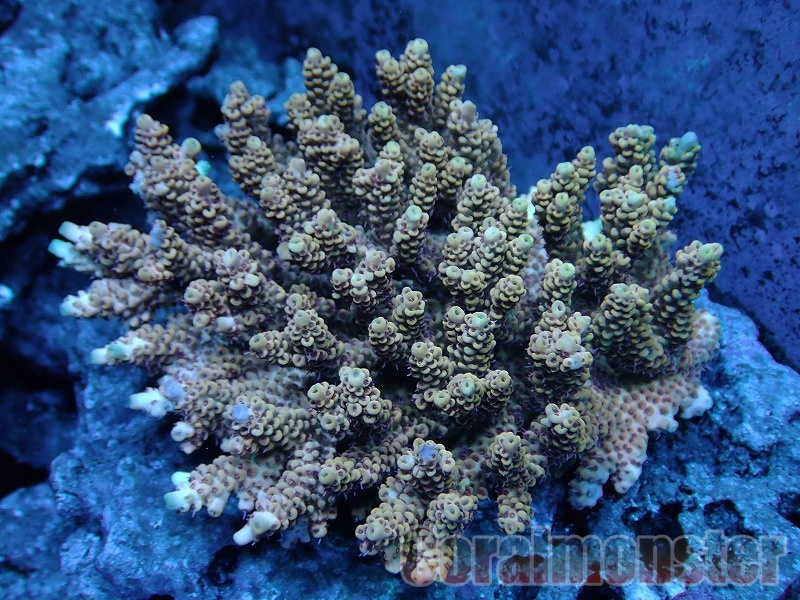 コエダミドリイシ　トゲミドリイシ　エダコモン　キャピタタコモン　4種　サンゴ コエダミドリイシ トゲミドリイシ エダコモン キャピタタコモン