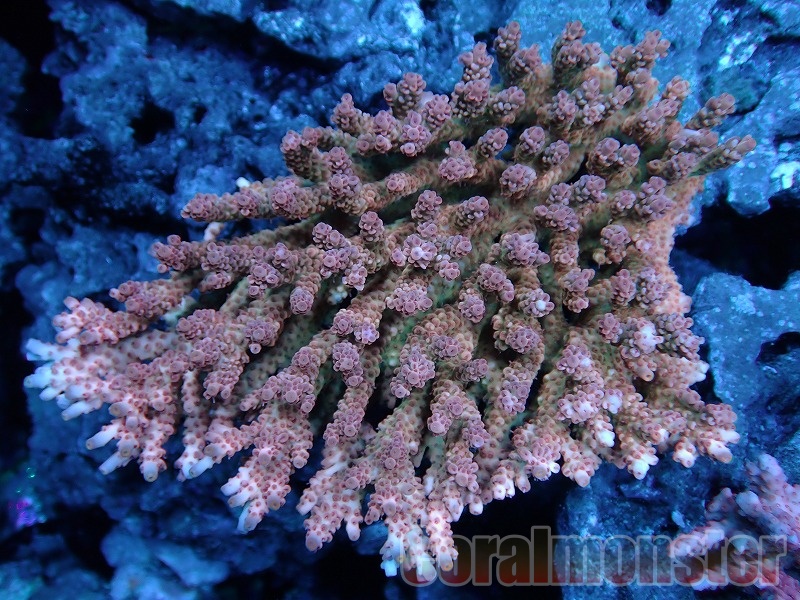 コエダミドリイシ　トゲミドリイシ　エダコモン　キャピタタコモン　4種　サンゴ コエダミドリイシ トゲミドリイシ エダコモン キャピタタコモン