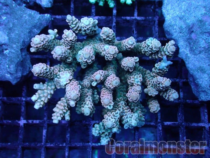 ミドリイシ ·7種類 ミドリイシ ·7種類 ミドリイシ ·7種類 ミドリイシの飼育について