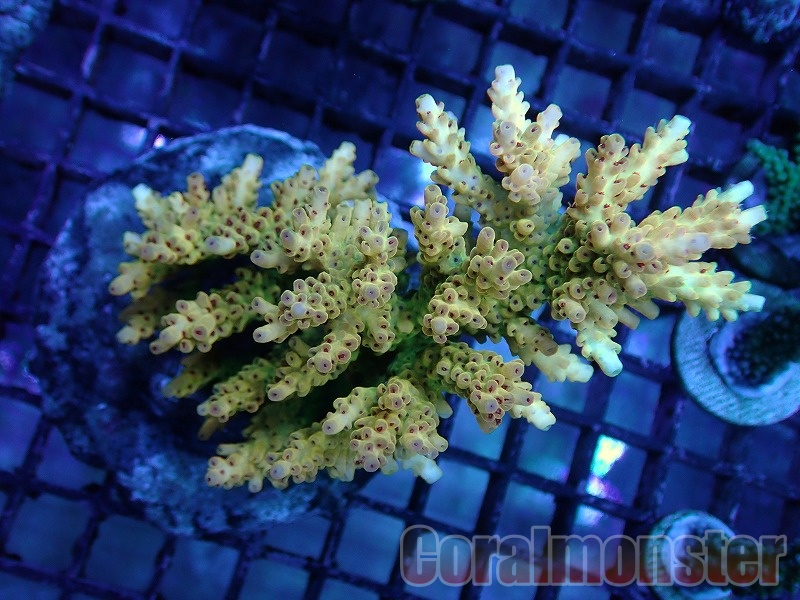 サトオメシコロサンゴ 蛍光グリーン サオトメシコロサンゴ◇5年 | ミスズの水槽観察日記
