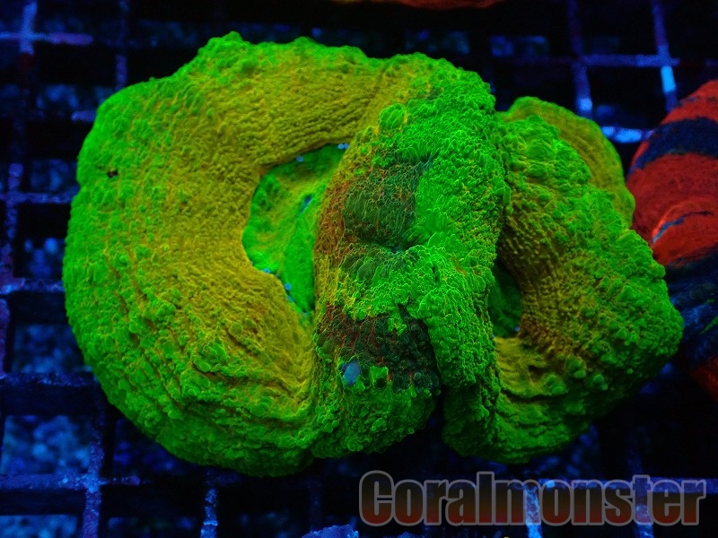 【DEN】超極上個体!!　スコリミア　メタレッドパステルグリーン スコリミア総集編